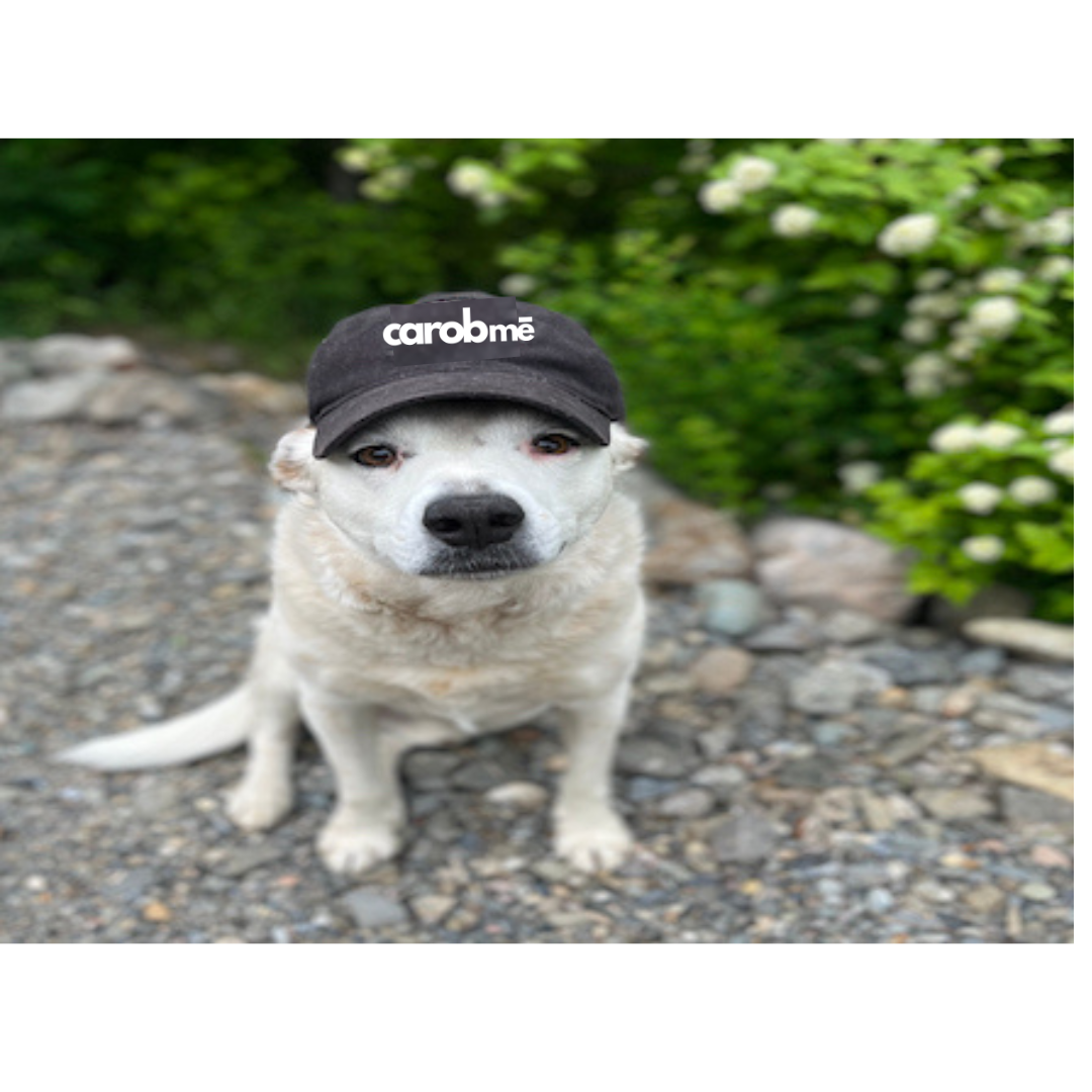 Curated visual reference: Fresh Look at Can Dogs Have Chocolate